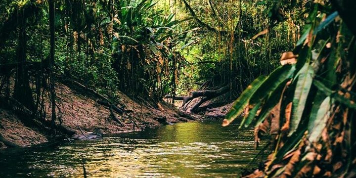 Pralesní řeky a říčky Amazonie